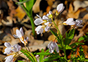 Outlet Beach Camground wildflowers