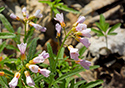 Outlet Beach Camground wildflowers