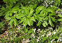Outlet Beach Camground wildflowers
