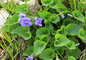 Outlet Beach Camground wildflowers