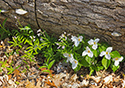 Outlet Beach Camground wildflowers