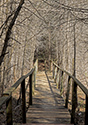 Cedar Sands Trail