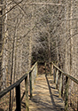Cedar Sands Trail