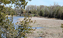 Cedar Sands Trail