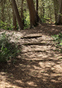 Cedar Sands Trail