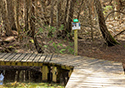 Cedar Sands Trail