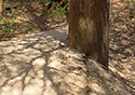 Cedar Sands Trail