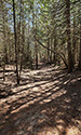 Cedar Sands Trail