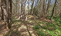Cedar Sands Trail