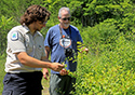 Buckthorn at West Point