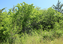 Buckthorn at West Point