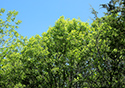 Buckthorn at West Point