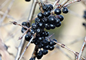 Buckthorn at West Point