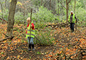 Buckthorn at West Point 2022