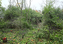 Buckthorn at West Point 2022