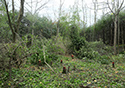 Buckthorn at West Point 2022