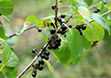 Buckthorn at West Point 2022