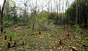 Buckthorn at West Point 2022
