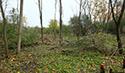 Buckthorn at West Point 2022