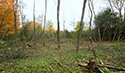 Buckthorn at West Point 2022
