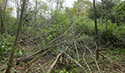 Buckthorn at West Point 2022