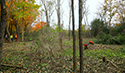 Buckthorn at West Point 2022