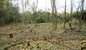 Buckthorn at West Point 2022