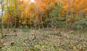 Buckthorn at West Point 2022