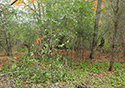 Buckthorn at West Point 2022