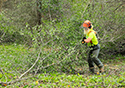 Buckthorn at West Point 2022