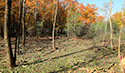 Buckthorn at West Point 2022