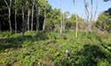 Buckthorn at West Point