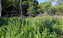 Buckthorn at West Point