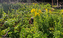 Buckthorn at West Point