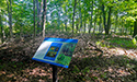 Buckthorn at West Point