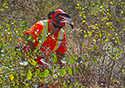 Buckthorn Blitz 2023