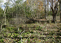 Buckthorn Blitz 2023