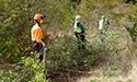 Buckthorn Blitz 2023