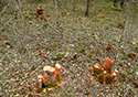 Buckthorn Blitz 2023
