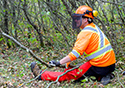 Buckthorn Blitz 2023