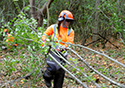 Buckthorn Blitz 2023
